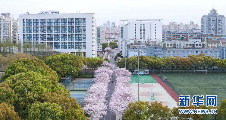 『樱花』同济的春天：校园美得就像一幅画