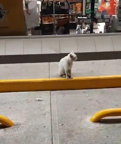 流浪猫在超市门前骗吃骗喝，最后…竟然骗到了一个家！