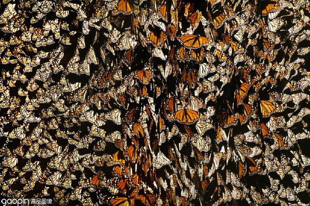 密集恐惧症慎入,墨西哥蝴蝶谷,成千上万只王蝶漫天飞舞甚是壮观