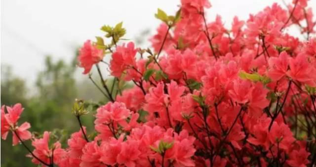 花的排名榜_欧美男明星颜值排名榜(2)