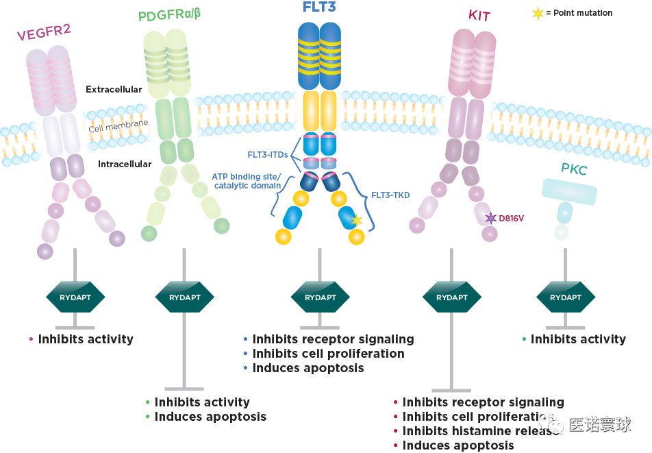 突变(itd和tkd,kit(野生型和d816v突变,pdgfrα/β,vegfr2的活性