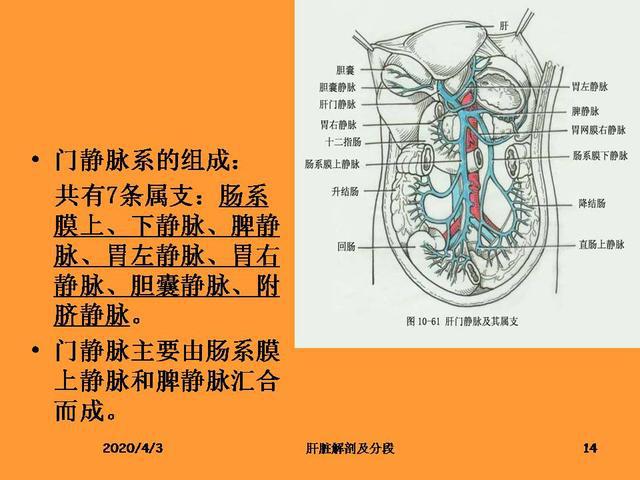 肝脏的解剖和分段