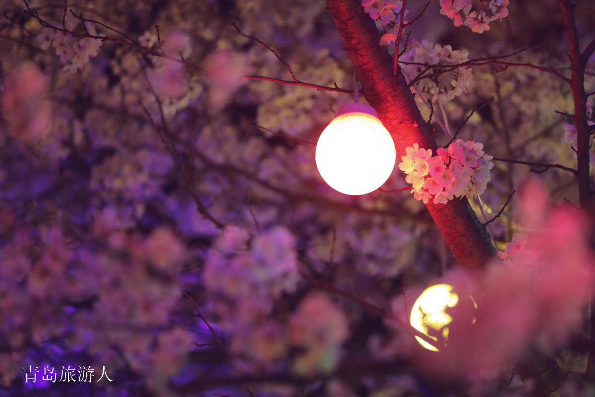 青岛樱花界的颜值担当来了,白天如云似雪,夜晚如梦幻童话