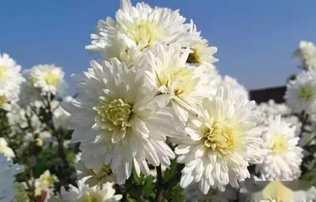 明日清明节,清明菊花送给远在天堂的亲人,愿他们安好