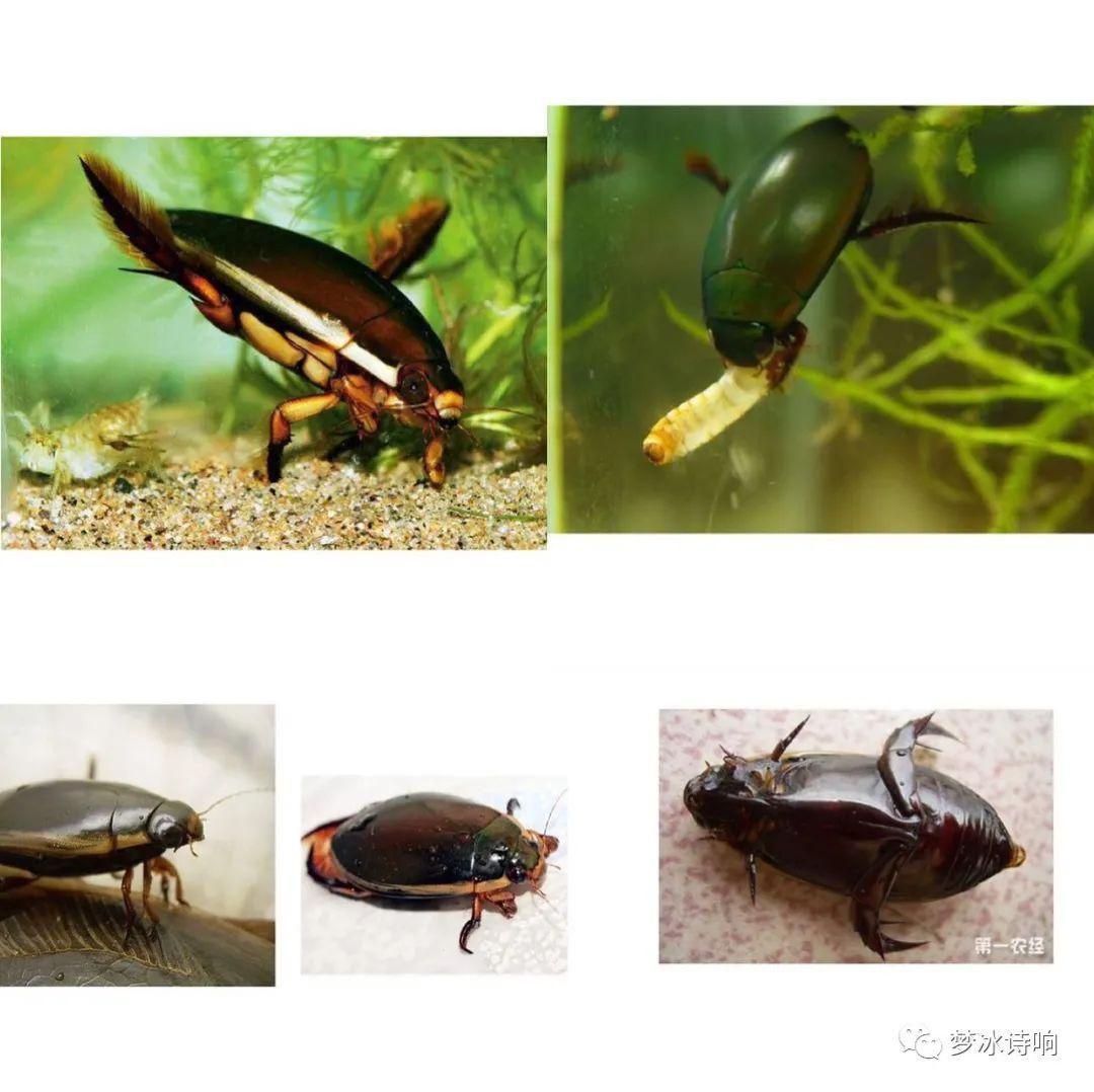 笔记大自然第6课展示扁头泥蜂角蝉龙虱红蚂蚁无花果
