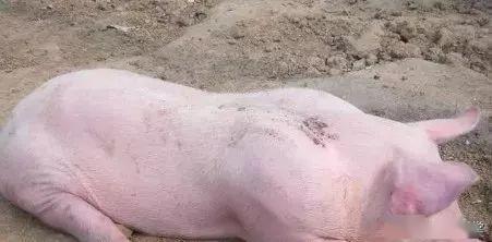 猪身体颜色不正常一定要注意,是告诉你它生病了!