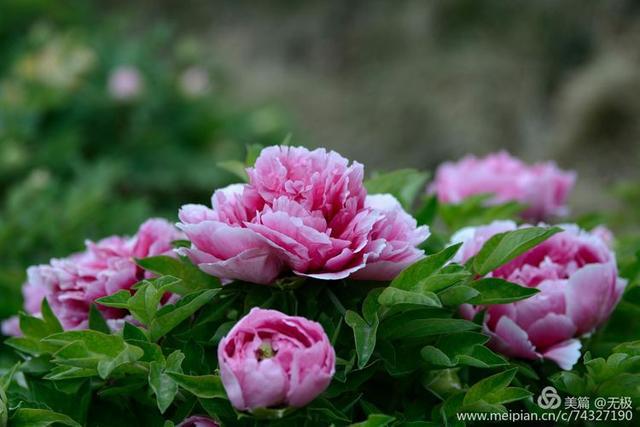 牡丹的样子 5d0b0b7df4fe46c78aea348274fa1dce.jpeg