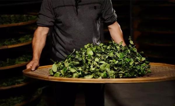 『春茶』为啥同样是绿茶，我们泡着喝，隔壁日本却做成了抹茶？，采春茶了