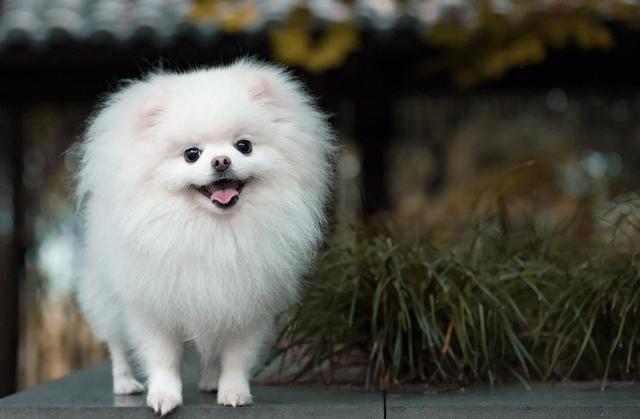 博美犬性情活泼,可爱机灵,但是本身也有爱吠叫,娇气的缺点,很多时候
