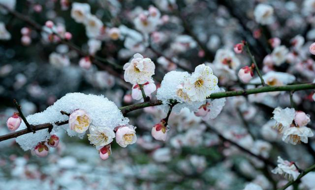 梅花绽放雪闻香上一句