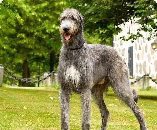 原创爱尔兰猎狼犬犬中法拉第结合了力量和速度