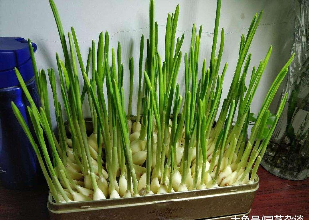 大蒜盆栽