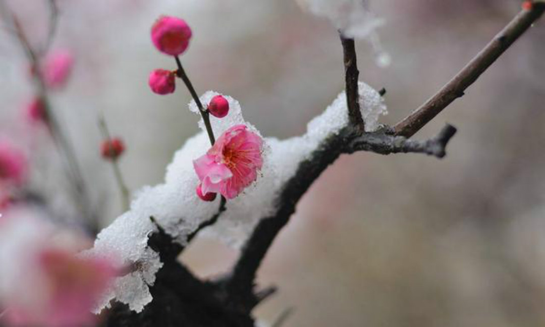明代一道士隐居山中,看到雪中绽放的梅花,写下一首经典的咏梅诗