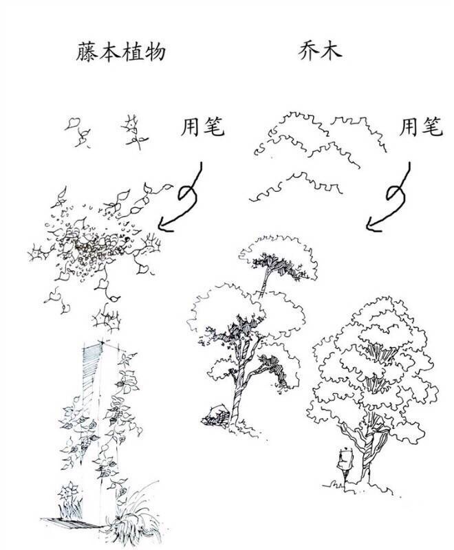 景观植物钢笔手绘技法