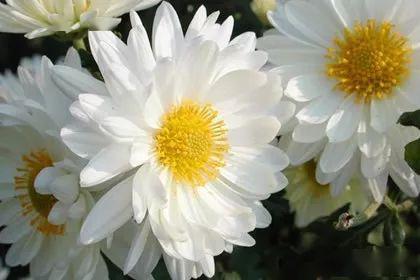 明日清明节,99朵菊花送给远在天堂的亲人,愿他们安好!