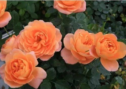 怎么养金丝雀 78c86cc87d764ec9967757966a58ec57.jpeg