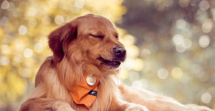 国内怎么养拇指猴 7e60c99e93fd4272bd0cc44ad7c3fd1c.jpeg