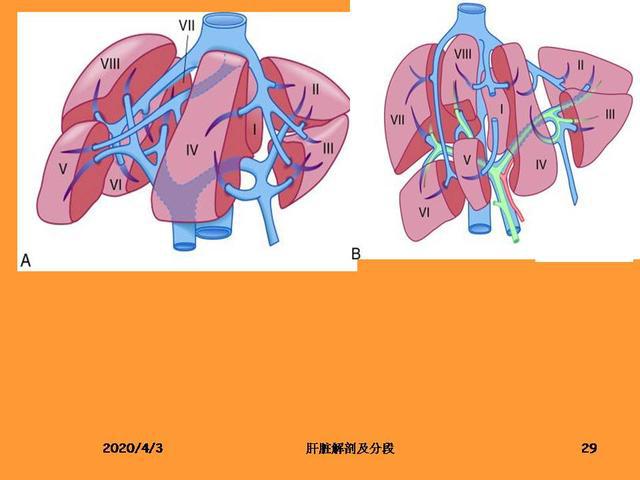 肝脏的解剖和分段