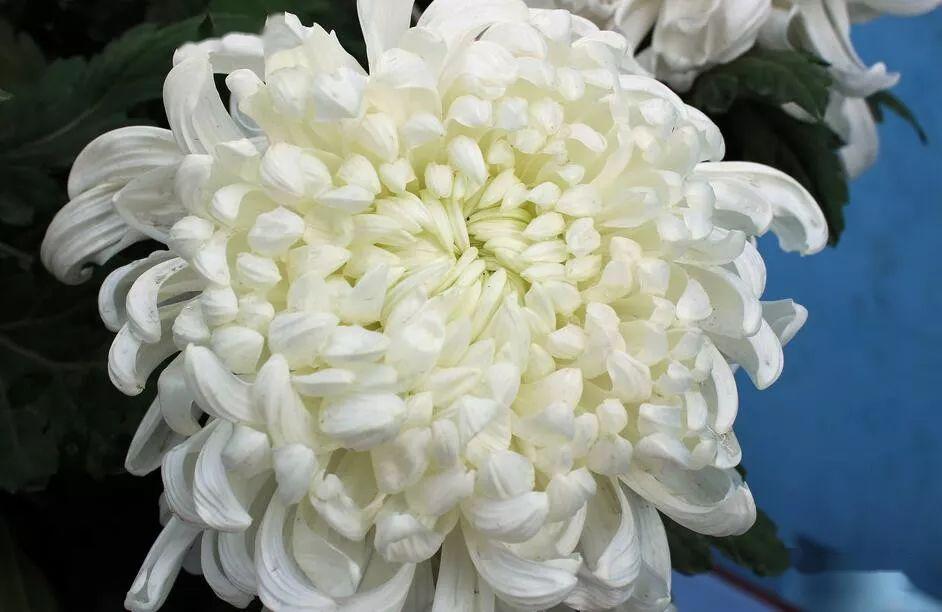 明日清明节,99朵菊花送给远在天堂的亲人,愿他们安好!