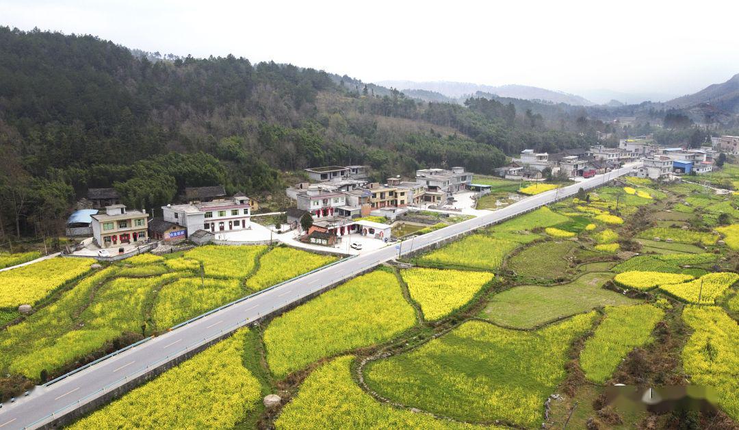 百泉镇尧梭村油菜花独山江界河镇4000余亩樱桃花迎春盛开瓮安都匀市