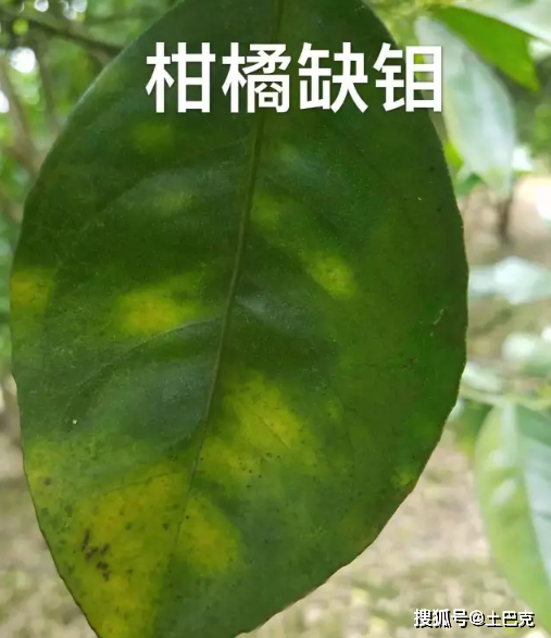 实拍柑橘缺素症图【经典】