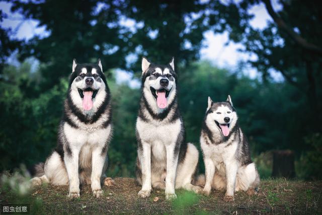 阿拉斯加的人口_阿拉斯加犬图片(2)