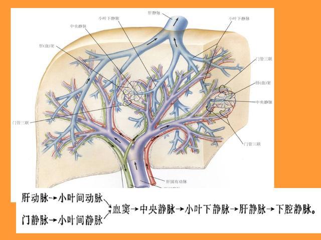 肝脏的解剖和分段