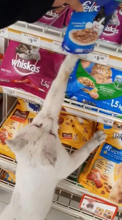 流浪猫在超市门前骗吃骗喝，最后…竟然骗到了一个家！