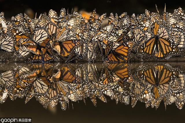 密集恐惧症慎入,墨西哥蝴蝶谷,成千上万只王蝶漫天飞舞甚是壮观