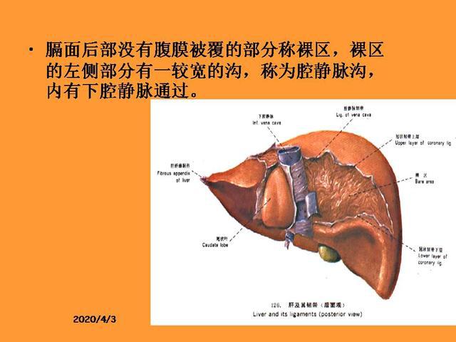 肝脏的解剖和分段