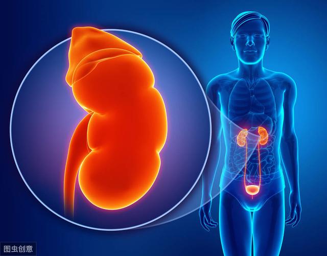 肾是人体最重要的器官吗 a30b4073ebb44414b4d1e4d3fe4b4771.jpeg