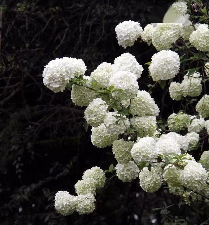 一看就不是走娇媚路线,就那么清清纯纯的—又叫木绣球,忍冬科荚蒾