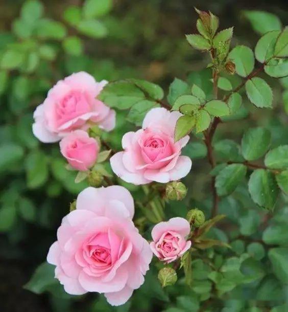 花的排名榜_欧美男明星颜值排名榜