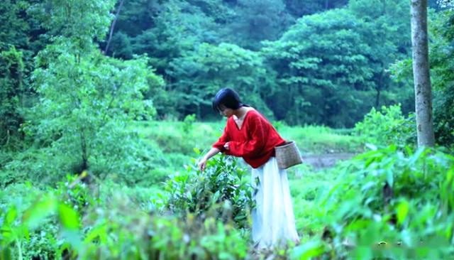 茶叶还能这样吃?网红李子柒用新鲜的茶叶做了2道菜,看得馋了!