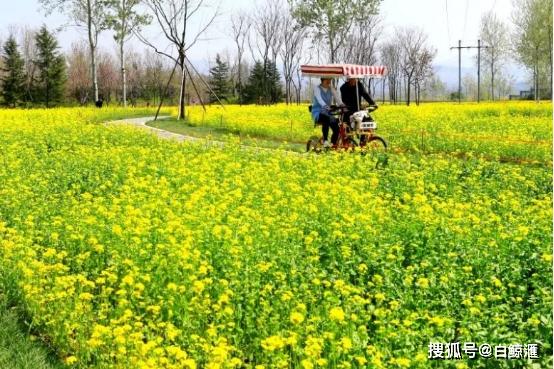 章丘油菜花观赏攻略 记得要收藏哦