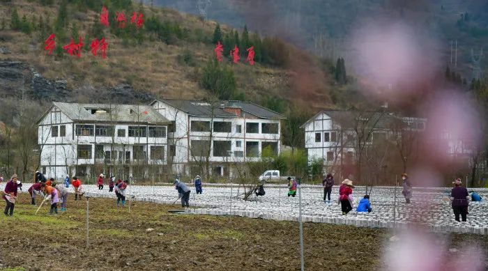 来源珙桐纳雍 记者走进寨乐镇新寨村黑木耳种植基地,上百个村民忙碌