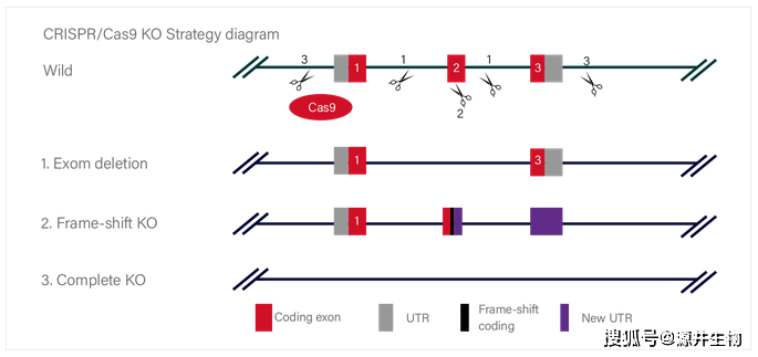 方案,grna设在外显子上,缺失的碱基数为非3倍数,敲除后可发生移码突变
