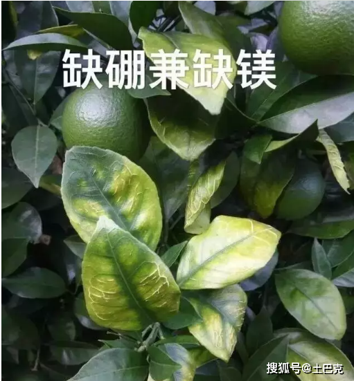 缺磷,缺钾,缺钙,缺镁,缺及过硼,缺硫,缺锌,缺铜,缺锰,缺铁,缺钼和柑橘