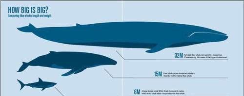 地球上最大的动物蓝鲸也会有天敌!虎鲸居然这么猛!