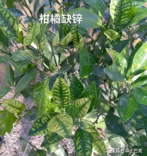 缺磷,缺钾,缺钙,缺镁,缺及过硼,缺硫,缺锌,缺铜,缺锰,缺铁,缺钼和柑橘