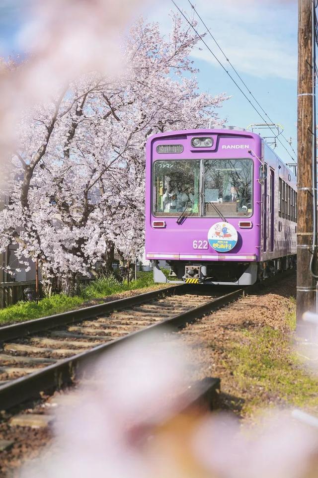 你有没有羡慕过日本的樱花火车?