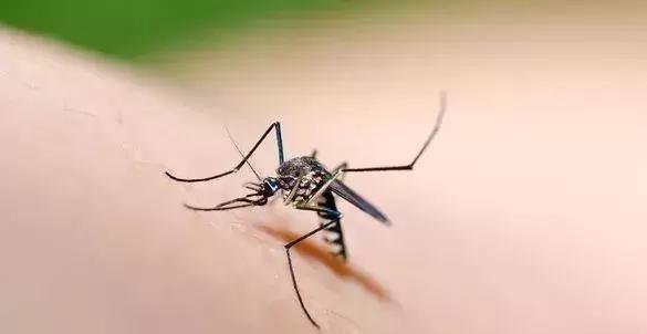 怎样抓蚊子 e488f07f018140d0873e620b788fe94f.jpeg