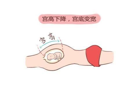 几周开始入盆有什么感觉 e83a0b0074d64567ad875eed85128d8d.jpeg