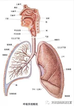 疫情之下,如何关爱我们的肺?
