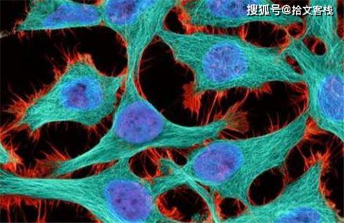 细胞■细胞能无限增殖，如今她还活着吗全世界唯一拥有不死细胞的女人