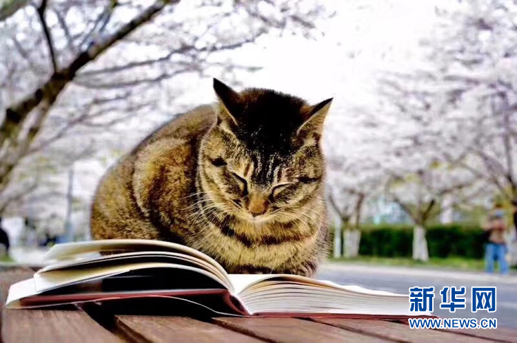 『樱花』同济的春天：校园美得就像一幅画