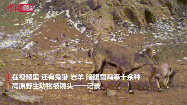 雪豹,豺,猞猁,兔狲,岩羊,暗腹雪鸡.你们看到昆仑山里有什么了么?