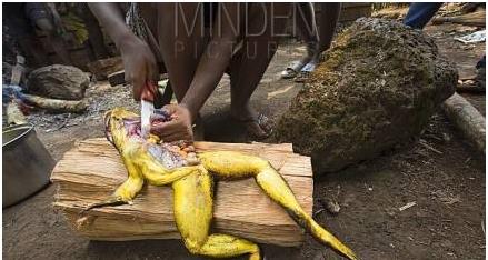 非洲惊现最长青蛙:喀麦隆巨蛙的历史与命运