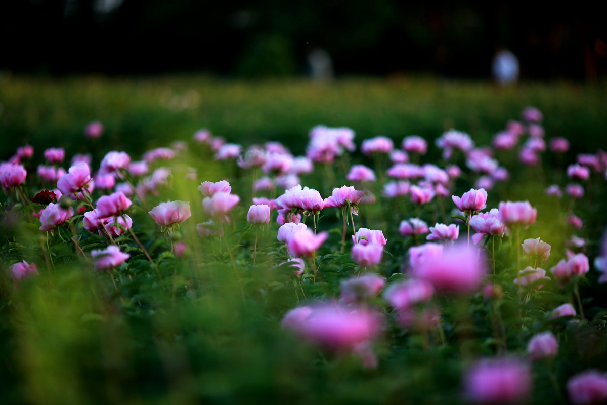 配置@周朝官员的车辆配置标准如何？去天子驾六博物馆寻找答案，