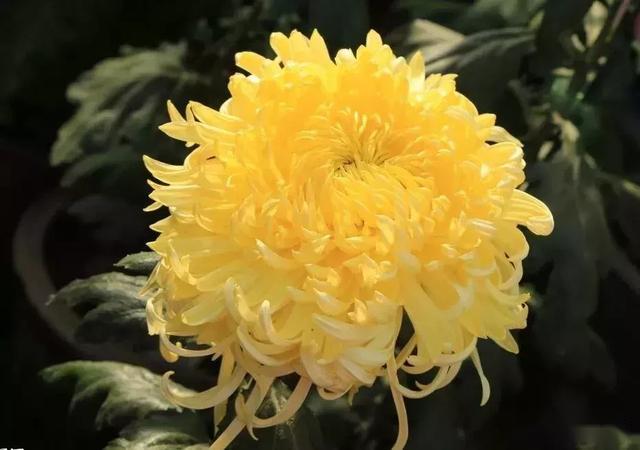 今日清明节,清明菊花送给远在天堂的亲人,愿他们安好